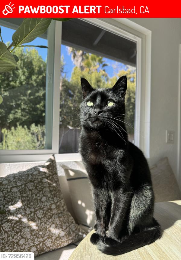 Lost Male Cat last seen Levante, Carlsbad, CA 92009