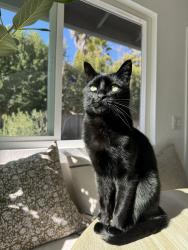 Lost Male Cat last seen Levante, Carlsbad, CA 92009