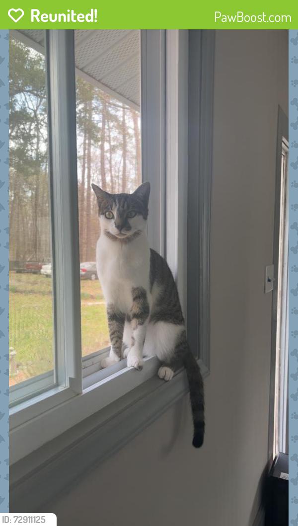 Reunited Male Cat last seen Infinity rd , Durham, NC 27712