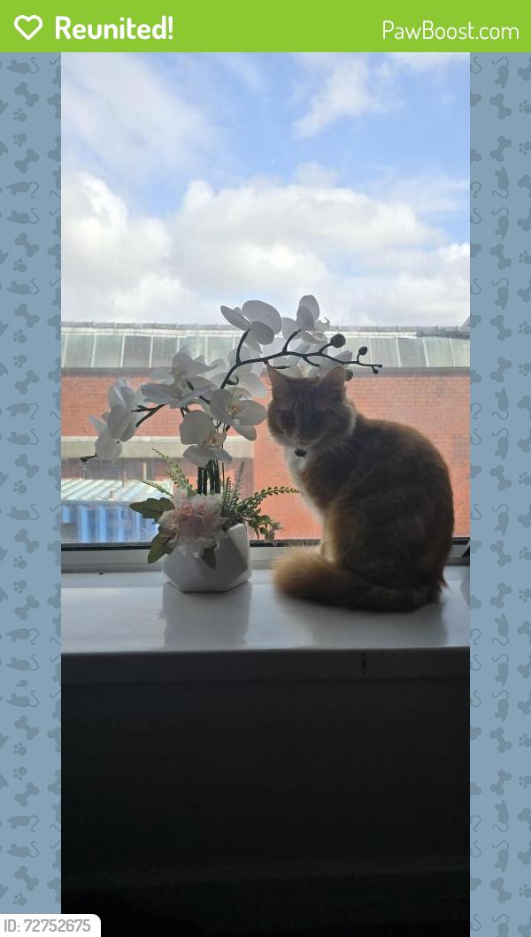 Reunited Female Cat last seen William Street  Accrington , Lancashire, England BB5 6DT