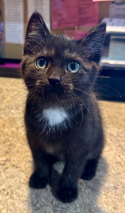 Shelter Stray Male Cat last seen Yakima, WA 98902, Yakima, WA 98901