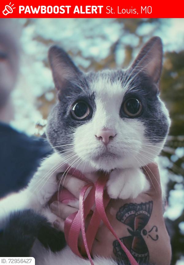 Lost Female Cat last seen Gravois & Siebert, St. Louis, MO 63123