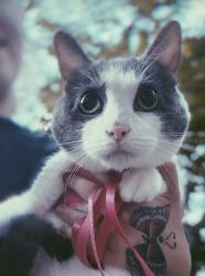 Lost Female Cat last seen Gravois & Siebert, St. Louis, MO 63123
