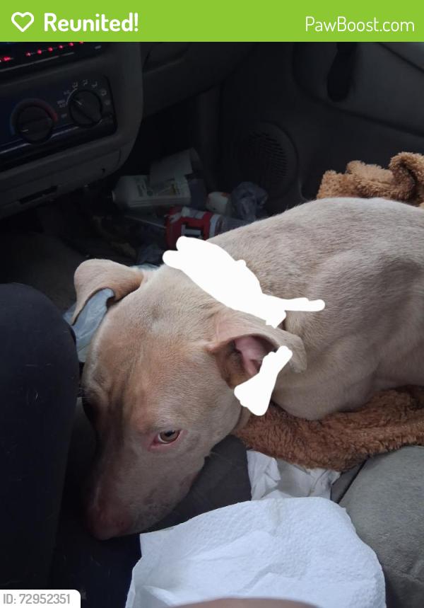 Reunited Female Dog last seen Spanish pond road, St. Louis County, MO 63138