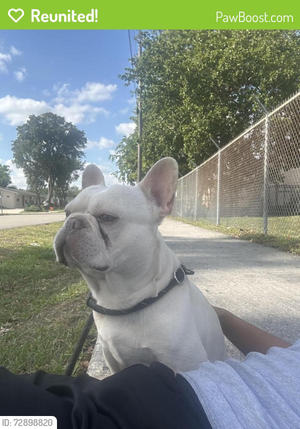 Reunited Male Dog last seen Davie, Fort Lauderdale, FL 33312