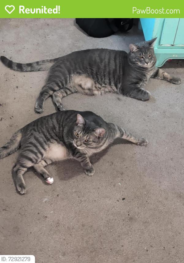 Reunited Male Cat last seen Neighbors house , Talent, OR 97540