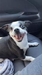 Lost Male Dog last seen wichita state university , Wichita, KS 67219