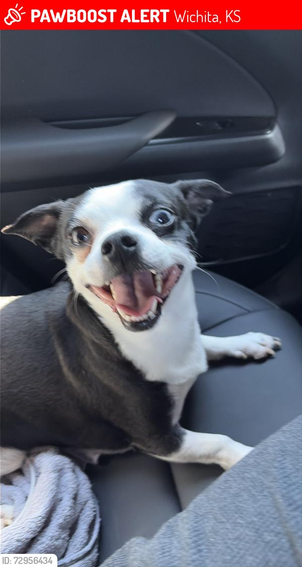 Lost Male Dog last seen wichita state university , Wichita, KS 67219