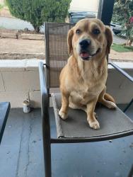 Reunited Male Dog last seen Near S Poplar Ave, Brea, CA 92821, USA, Brea, CA 92821