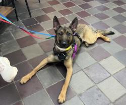 Shelter Stray Female Dog last seen Near 19th Street, ASTORIA, NY, 11105, New York, NY 10029
