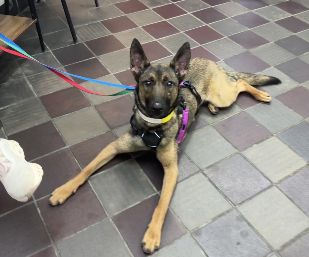Shelter Stray Female Dog last seen Near 19th Street, ASTORIA, NY, 11105, New York, NY 10029