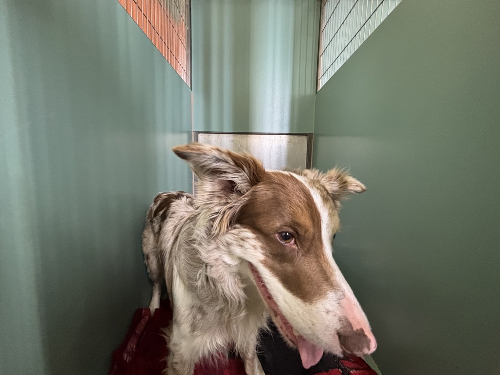 Shelter Stray Male Dog last seen 58th Street, WOODSIDE, NY, 11377, New York, NY 10029
