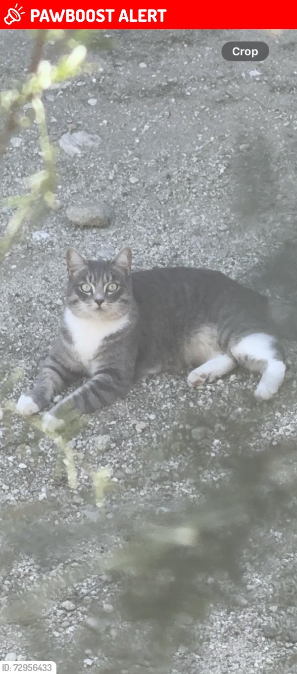 Lost Female Cat last seen indian canyon and mission lakes, Desert Hot Springs, CA 92240