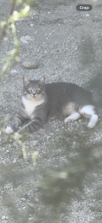Lost Female Cat last seen indian canyon and mission lakes, Desert Hot Springs, CA 92240