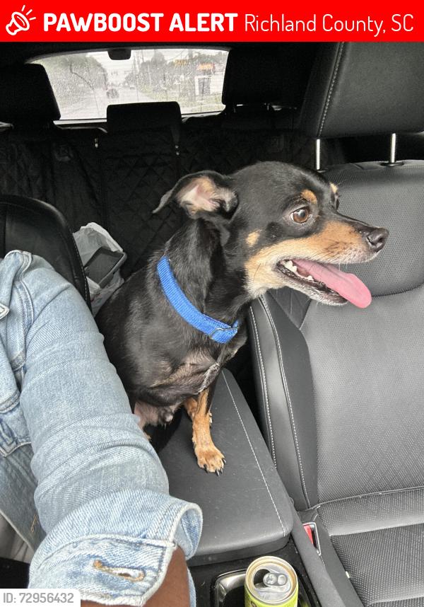 Lost Male Dog last seen Old two notch rd , Richland County, SC 29045
