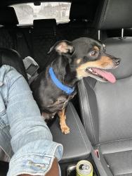 Lost Male Dog last seen Old two notch rd , Richland County, SC 29045