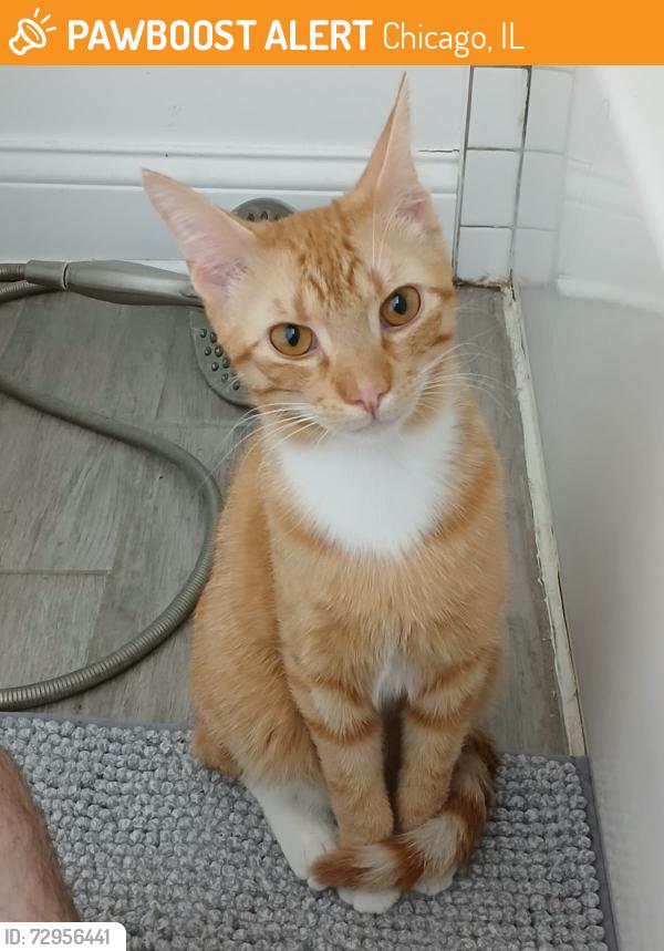 Found/Stray Male Cat last seen Lumis and Cullerton, Chicago, IL 60608