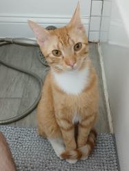 Found/Stray Male Cat last seen Lumis and Cullerton, Chicago, IL 60608