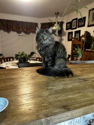 Reunited Female Cat last seen Mt. Clemens Way/ Channel Drive, Terrace Heights, WA 98901