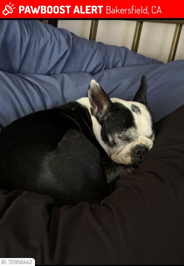 Lost Female Dog last seen Falling Creek and Wegis , Bakersfield, CA 93314