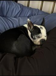 Lost Female Dog last seen Falling Creek and Wegis , Bakersfield, CA 93314