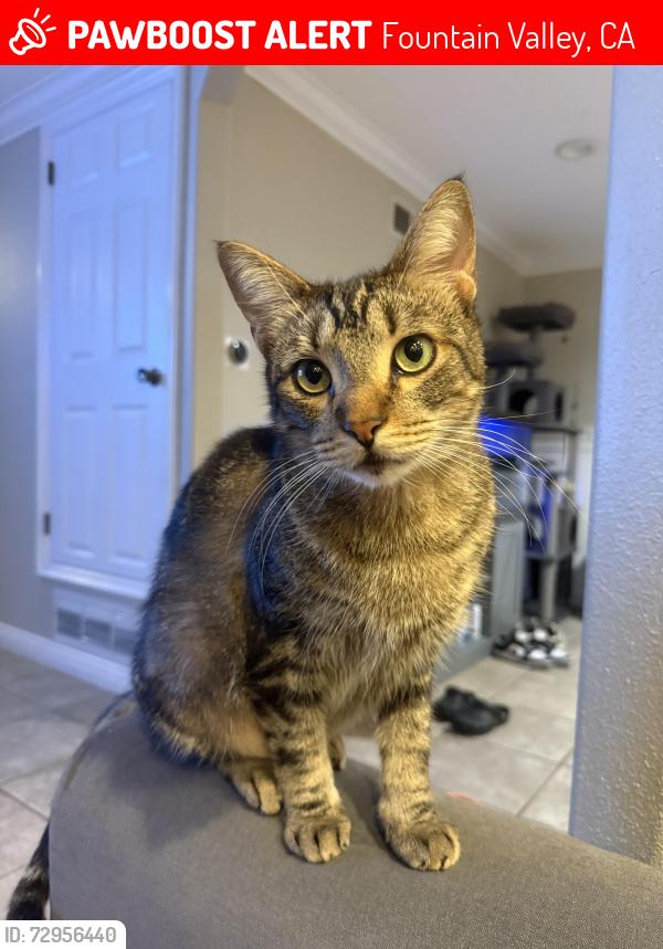 Lost Male Cat last seen Talbert and magnolia or Fulton middle school , Fountain Valley, CA 92708