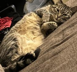 Lost Female Cat last seen Bell st, Auburn, CA 95603