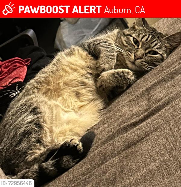 Lost Female Cat last seen Bell st, Auburn, CA 95603