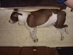 Lost Female Dog last seen Dove drive/ 851/ easy living/ hawk cove, Quinlan, TX 75474