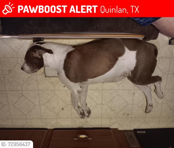 Lost Female Dog last seen Dove drive/ 851/ easy living/ hawk cove, Quinlan, TX 75474