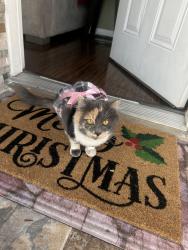 Reunited Female Cat last seen Bonnie ct, Ontario, CA 91762