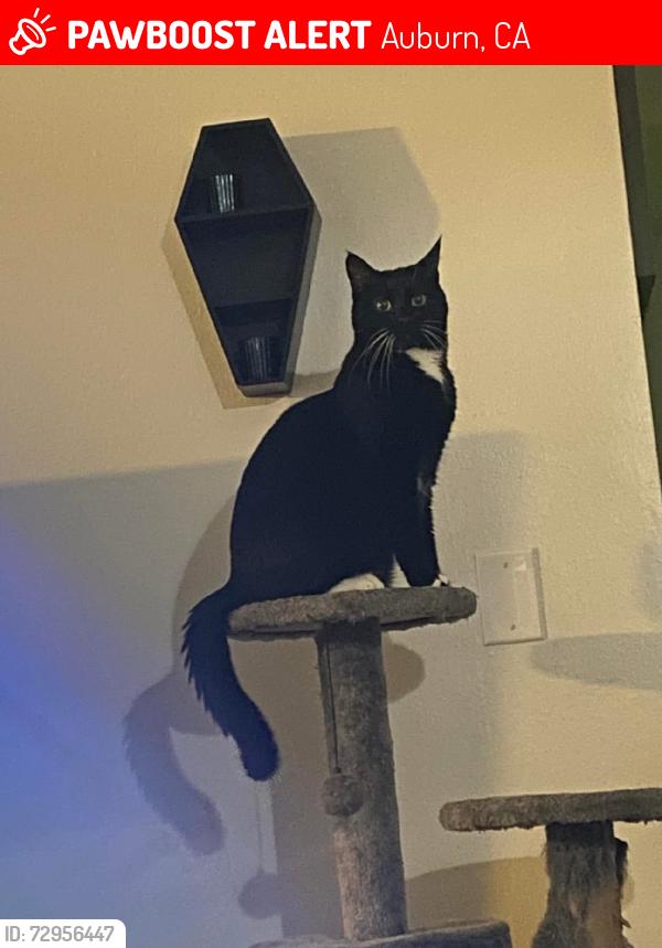 Lost Male Cat last seen Bell st, Auburn, CA 95603