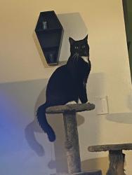 Lost Male Cat last seen Bell st, Auburn, CA 95603