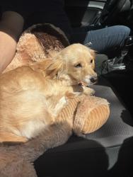 Lost Female Dog last seen Selwyn Avenue, Charlotte, NC 28209