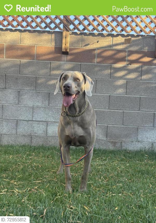 Reunited Male Dog last seen Rainbow Blvd and Vegas drive , Las Vegas, NV 89108