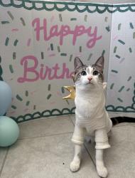 Reunited Female Cat last seen plye ct, Fairfield, CA 94533