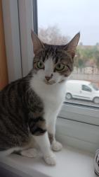 Lost Female Cat last seen Wannock Road, East Sussex, England BN22