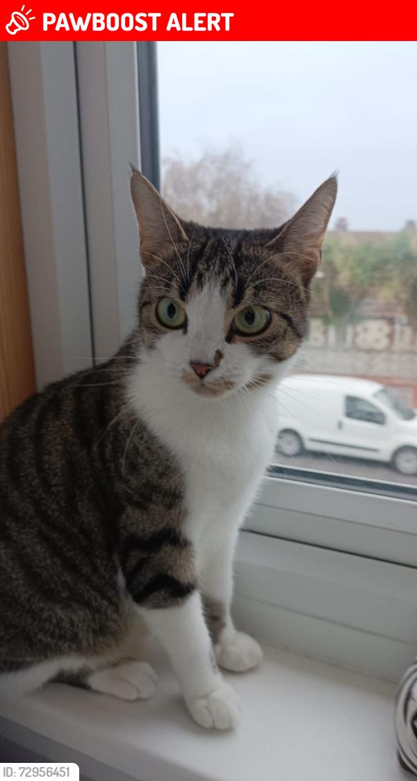 Lost Female Cat last seen Wannock Road, East Sussex, England BN22