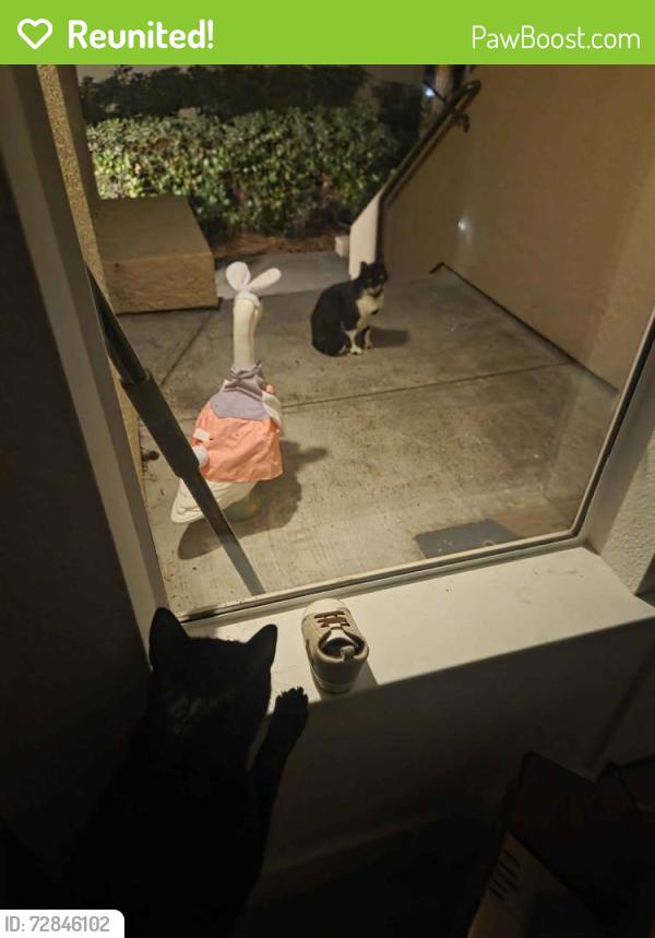 Reunited Unknown Cat last seen River oaks , San Jose, CA 95134