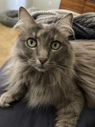Lost Female Cat last seen Appaloosa Ct and Grayhorse Dr, Auburn, CA 95603