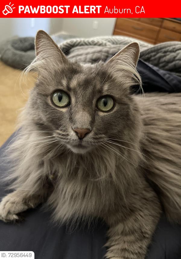 Lost Female Cat last seen Appaloosa Ct and Grayhorse Dr, Auburn, CA 95603