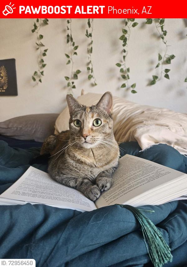 Lost Female Cat last seen N 27th Dr/N North Vly Pkwy, Fry’s on Dove Valley Rd, Phoenix, AZ 85085