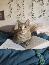 Lost Female Cat last seen N 27th Dr/N North Vly Pkwy, Fry’s on Dove Valley Rd, Phoenix, AZ 85085