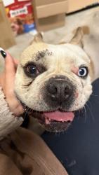 Found/Stray Male Dog last seen Rosetta Hills & Sunsprite St, Lake Elsinore, CA 92532