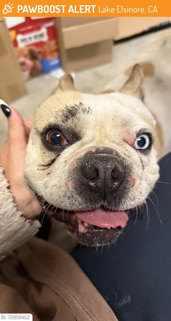 Found/Stray Male Dog last seen Rosetta Hills & Sunsprite St, Lake Elsinore, CA 92532