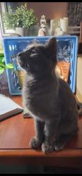 Found/Stray Female Cat last seen 12th street and 13th Ave, Phenix City, AL 36867