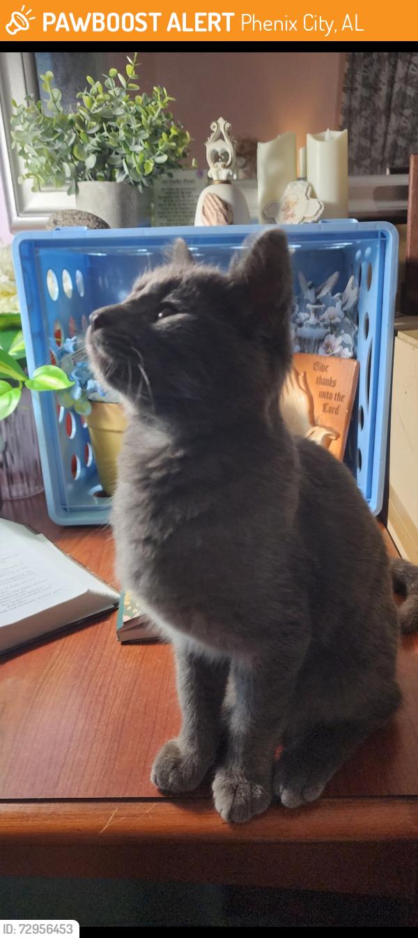 Found/Stray Female Cat last seen 12th street and 13th Ave, Phenix City, AL 36867