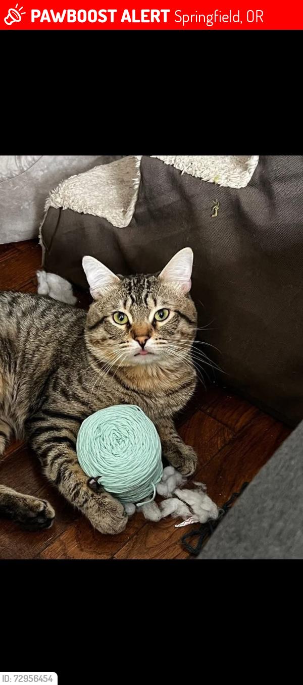 Lost Male Cat last seen 18th st and Cenntenial Blvd, Springfield, OR 97477