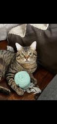 Lost Male Cat last seen 18th st and Cenntenial Blvd, Springfield, OR 97477