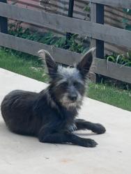 Lost Female Dog last seen Maliona, Maili, HI 96792